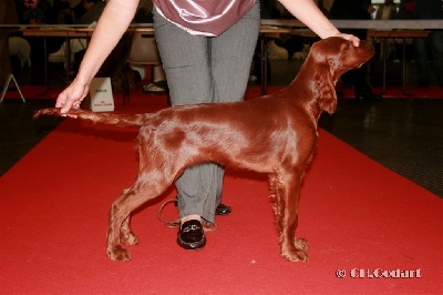 de la Forêt de Massonge - D'Ginger vous raconte sa première expo....