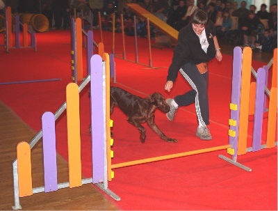 de la Forêt de Massonge - Les débuts de D'Ginger en Agility au profit du Téléthon