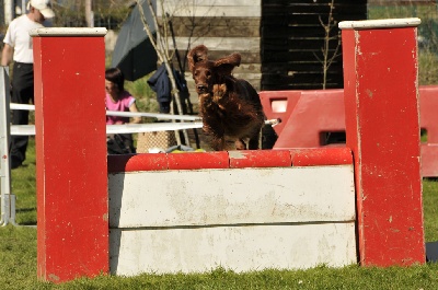 de la Forêt de Massonge - En route pour le Championnat régional d'Agility