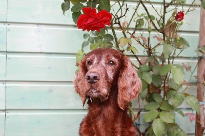 de la Forêt de Massonge - Ma sweet lady a 10 ans...