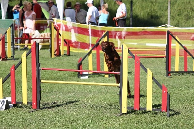 de la Forêt de Massonge - Nouvelles vidéos d'agility