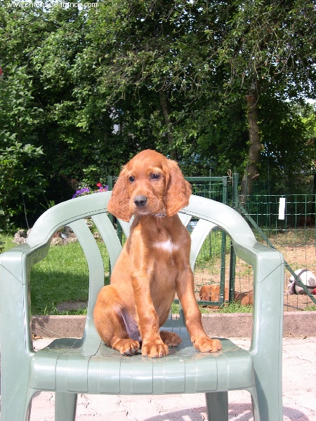 Artus de la Forêt de Massonge